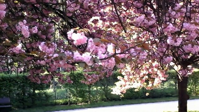 Roses et blancs les cerisiers de Sceaux