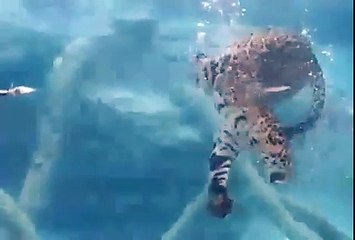 Leoparın Su Altında Çekilmiş Muhteşem Görüntüleri..
