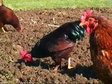 Rhode Island Red Bantam Rooster