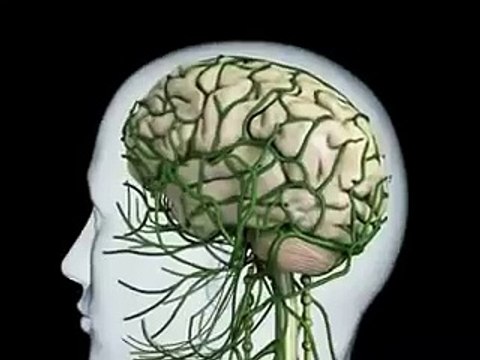 Neurotransmitter Synapse 3D Animation