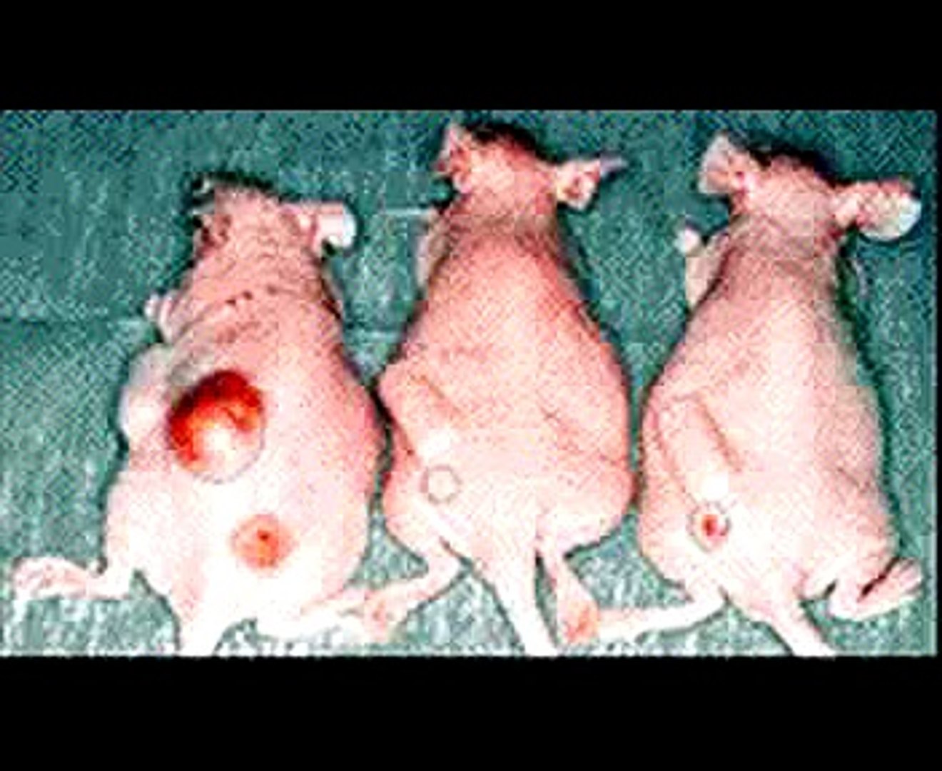 Medical Marijuana Mice