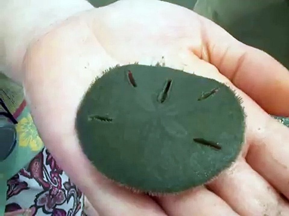 Living sand dollar