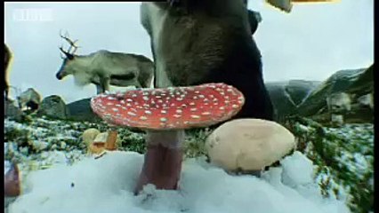 Magic mushrooms & Reindeer - Weird Nature - BBC animals