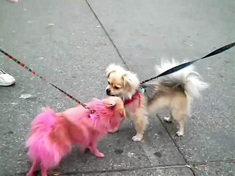 Pink Pomeranian Foxy and my Dog Coco at Venice Beach CALIFORNIA APRIL 14, 2007