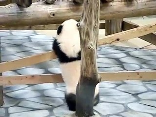 赤ちゃんパンダ永浜のヨチヨチ歩き(PANDA BABIES)