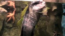 Hatfield Marine Science Center - Wolf Eels & Octopus