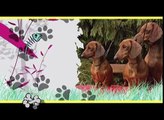 SETTER INGLESE trailer documentario