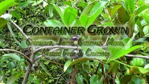 Growing fruits in containers