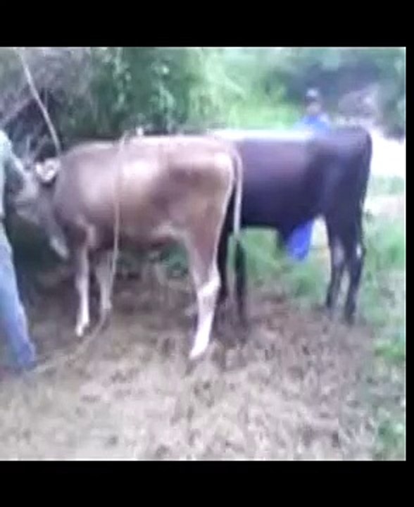 Cows love
