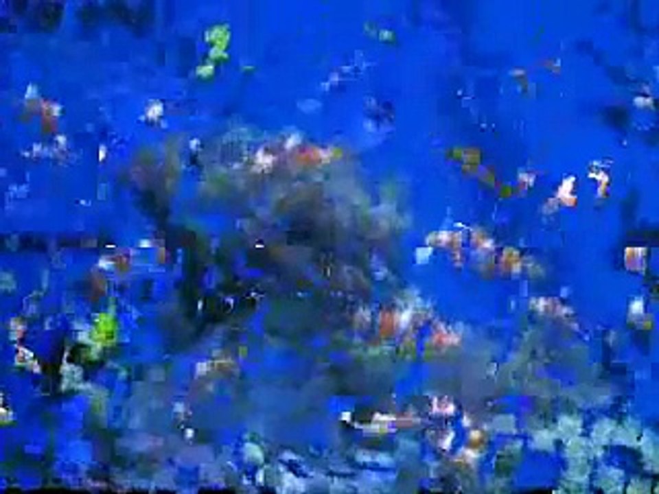fishes