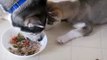 Siberian Husky Puppy tries to steal food from Dad, Brother warns her.