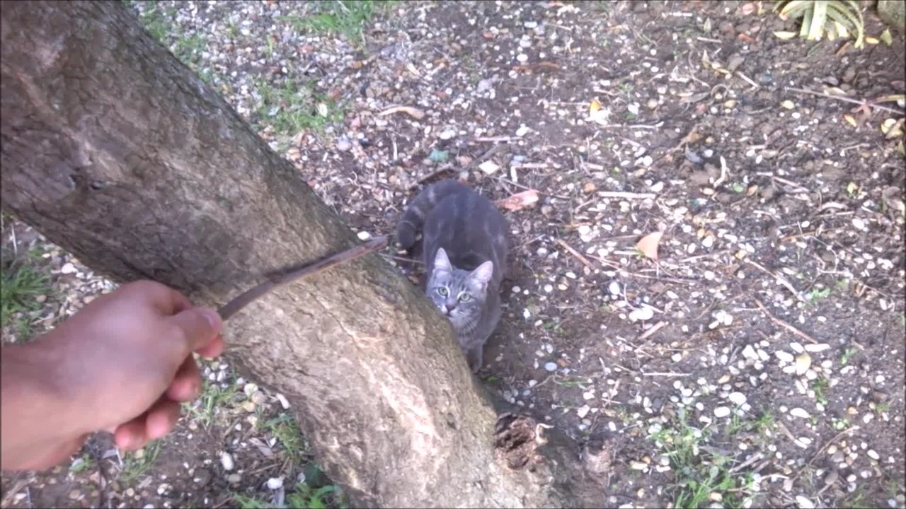 Cat demonstrates amazing climbing skills