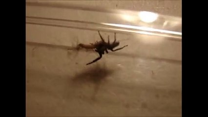 Jumping Spider vs Centipede!
