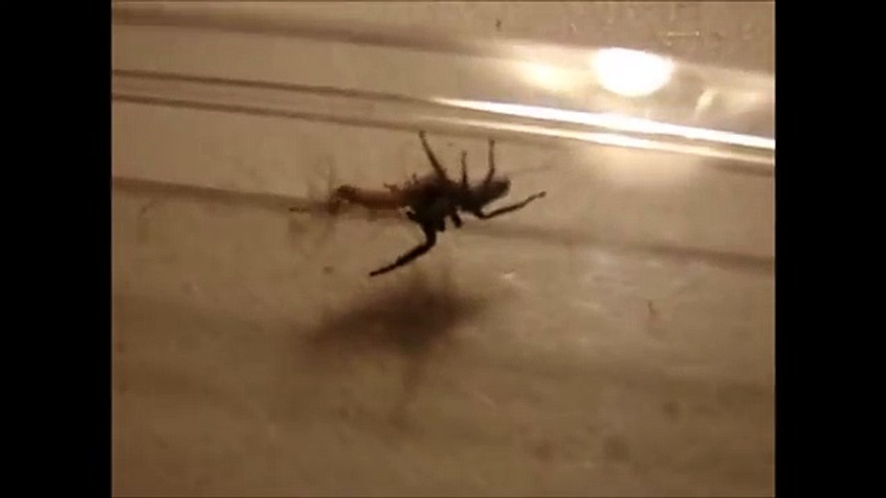 Jumping Spider vs Centipede!