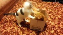 Funny Videos: Two Cats, One Paper Box, Lots Of Fun