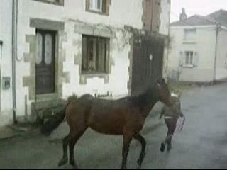 Petit trotting en longe dans le village