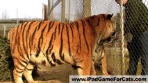 White Tiger Plays iPad - Game for Cats Gone Wild! Lions, servals, and more!