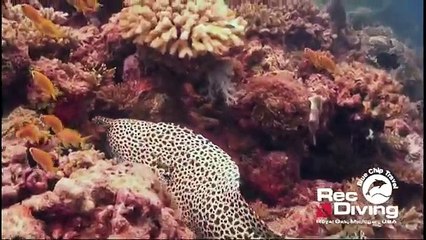 Honeycomb Moray Eating Yellow Spotted Moray
