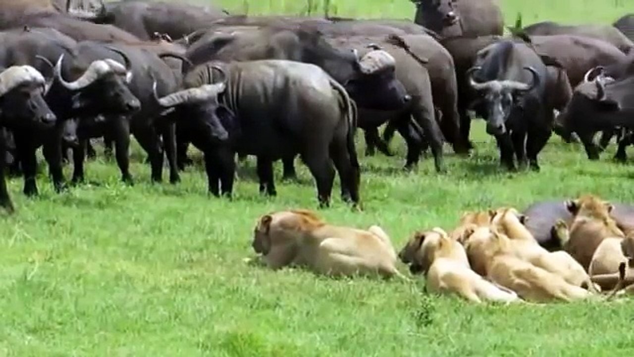 One Brave Lion