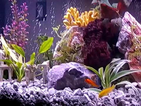 55 Gallon African Cichlid aquarium