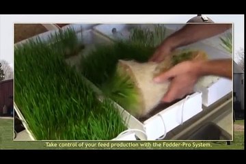 Hobby Poultry Farmer Explains Success with FarmTek's Fodder-Pro Feed System