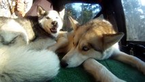 Siberian Husky all tired out! - Wordless Wednesday - Wore Out from Camping - Sleeping Huskies