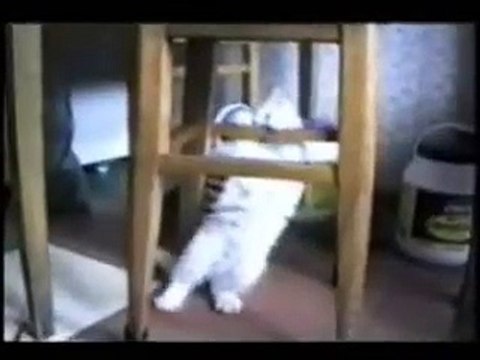 Massor med roliga katter.