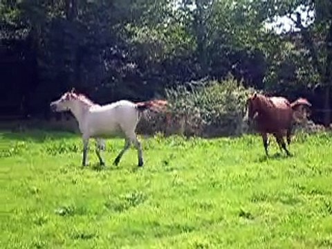 Chevaux heureux, jument qui chute