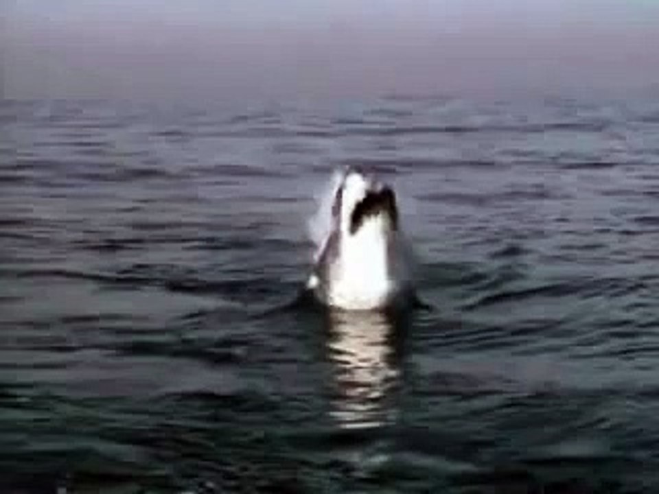 Great White Shark Attack California