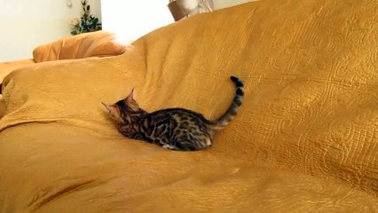 Бенгальский котик Гриша