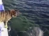 Des dauphins sympathisent avec un chat