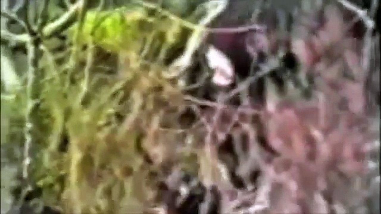 Irish Republican Army