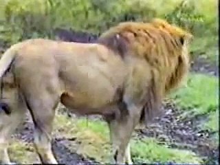 Diario de los Grandes Felinos I 3/3