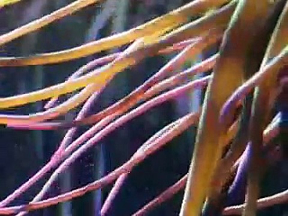 What is Coral? Discover here...