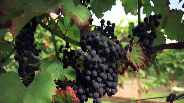 IN|OUT l'Emission : Thudinie et Val de Sambre