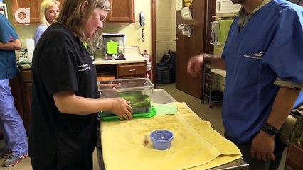 Animal Rescue with the Ohio Wildlife Center