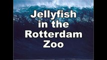 fluorescent Jellyfish in the Oceanium Rotterdam Holland HD