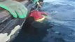 Bedreigde Walvis wordt uit de netten bevrijd door vissers