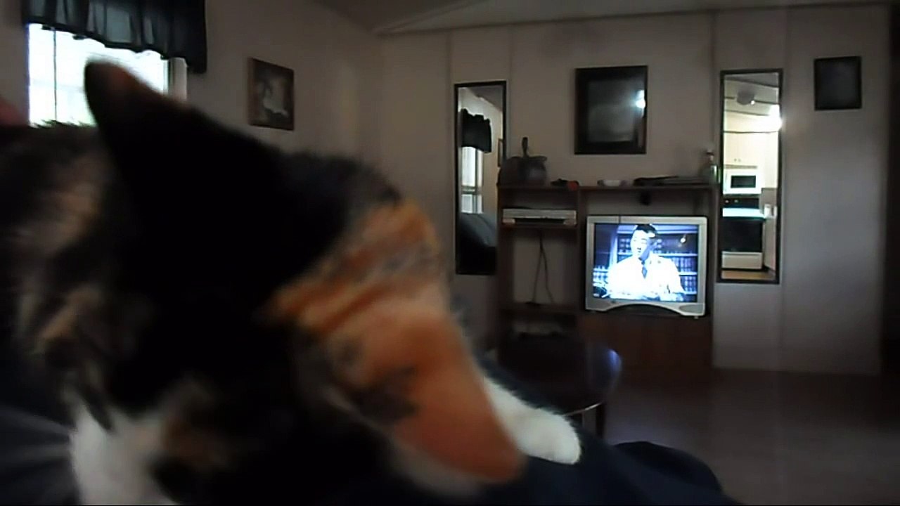 Cat In Heat Goes Crazy