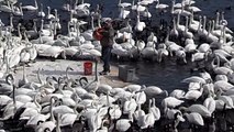 Feeding Time Attack of 2000 Trumpeter Swans