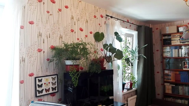 Huawei Honor 4X, тест камеры