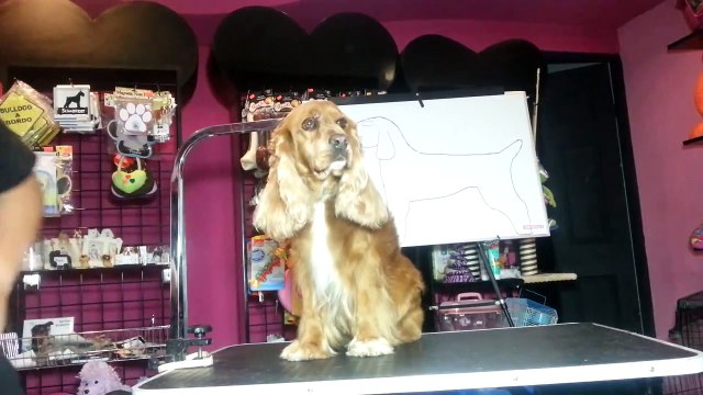 Corte Peluqueria Canina Cocker Ingles 1/4 PINK POODLE