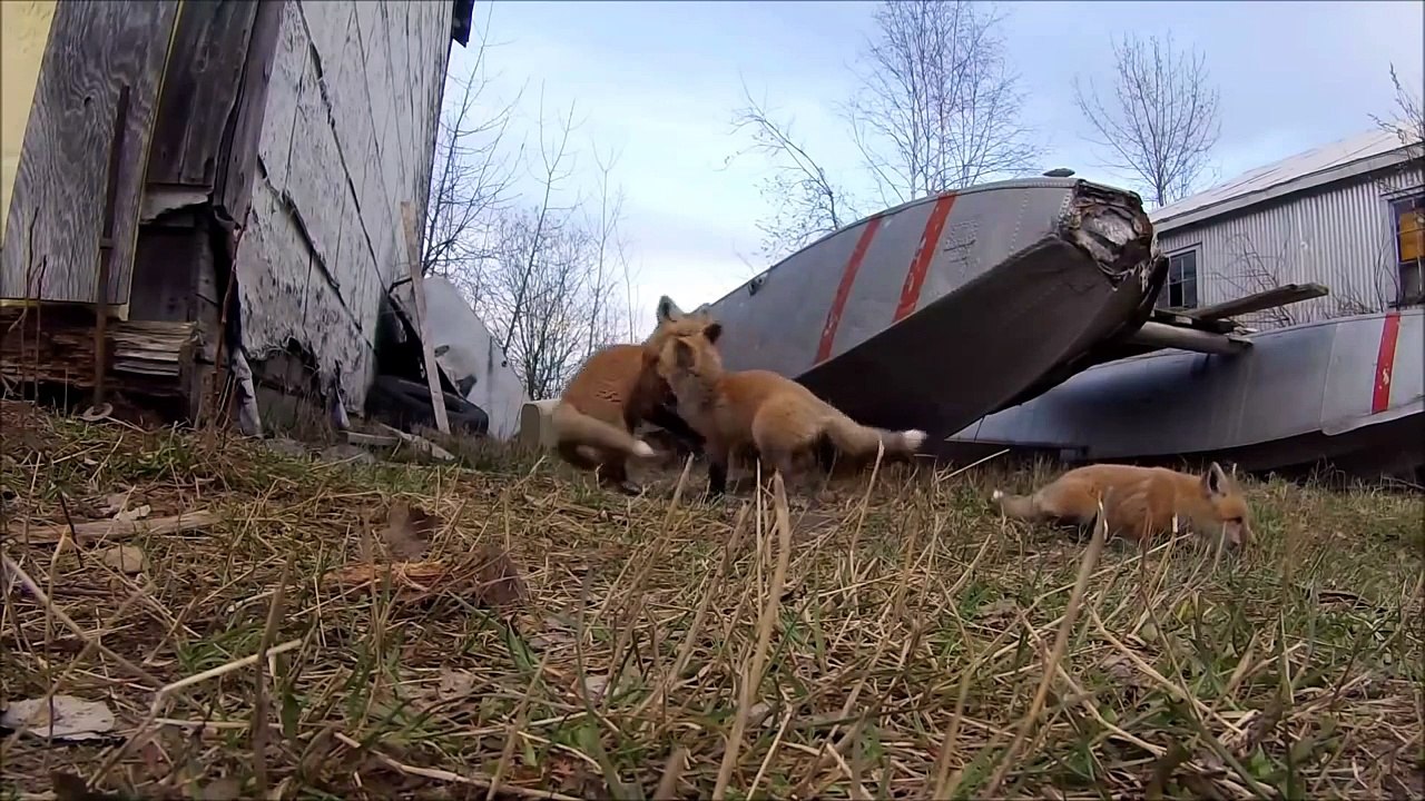 Baby Fox Attacking GO PRO ♥