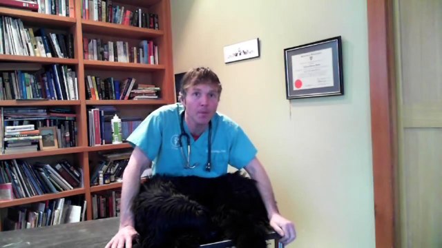 Seizures in Dogs and Cats: 5 Natural Remedies