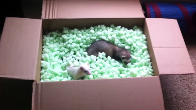 Ржачные хорьки