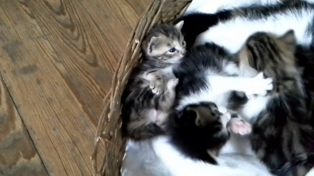 jeu chat