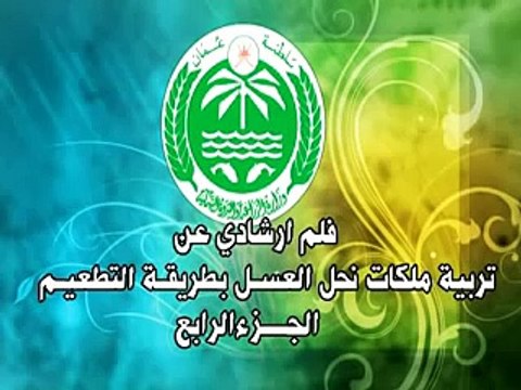 تربية ملكات نحل العسل بطريقة التطعيم في عُمان 4
