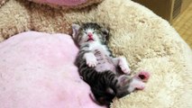 バンザイをする子猫 - Banzai kitten -