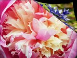 Beautiful Flowers - slideshow of pretty spring and summer flower pictures (wall photos)