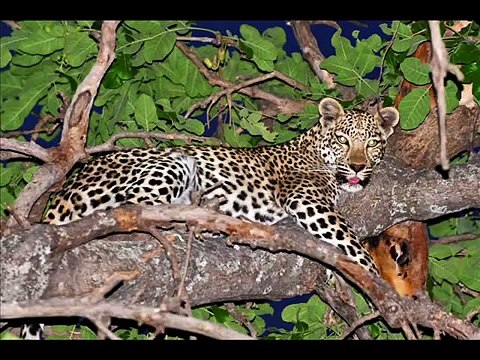 African Wildlife - pictures of wild animals and birds of Africa (photo slideshow)